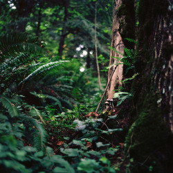 marjoleinhoekendijk:  jeanhd57:  The small parts of the forest: