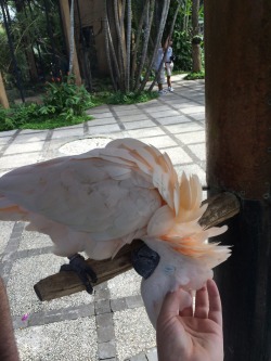 iwillmindfuckyou:  LOOK AT THESE COCKATOOS THAT I SAW A THE BALI