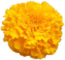 transparent-flowers:  Marigold. (x).   I absolutely love marigolds