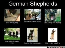 herone-andonly:  This reminds me of our German Shepherd  yay