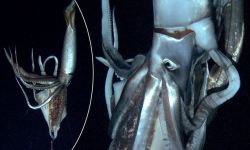 necesitotungsteno:  rhamphotheca:  Giant squid filmed in Pacific