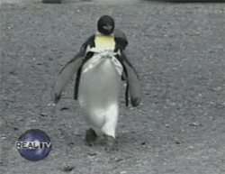 neology:  http://imgur.com/gallery/0NiI4  this penguin…has