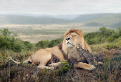 nubbsgalore: george logan photographed his tabby cat interacting