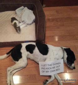 dogshaming:  Tiny king of the castle  Who knew that our guinea