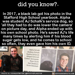 did-you-kno:  In 2017, a black lab got his photo in the  Stafford