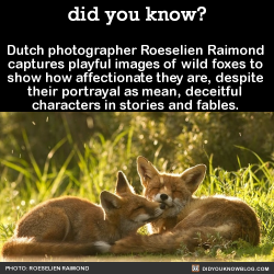 did-you-kno:  Dutch photographer Roeselien Raimond captures playful