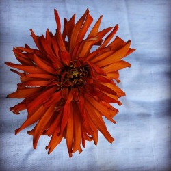 Orange  (at Tan Oak Park, California) https://www.instagram.com/p/BnvJ5GQBVho/?utm_source=ig_tumblr_share&igshid=dwk8e36e6xxf