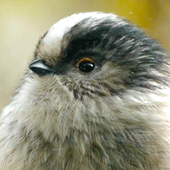 tootricky:  a curious long tailed tit peeps through a human’s