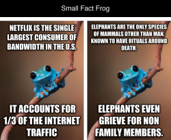 tastefullyoffensive:  Best of ‘Small Fact Frog’Previously: