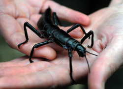 Lord Howe Island Stick Insect (Dryococelus australis) Ball’s