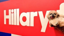 goth-aunt:  marniethedog:  I voted  You’re a dog 