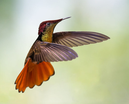 coffeenuts:  Ruby Topaz Hummingbird, @esperanzaAlta, Trinidad.