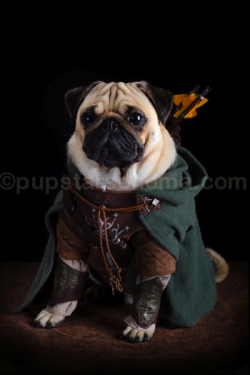 hawkandhandsaw-az:  The Pugs of Middle Earth: Faramir, Frodo, Boromir, Thorin