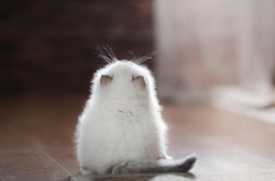 lord-kitschener:  smol cloud puff 