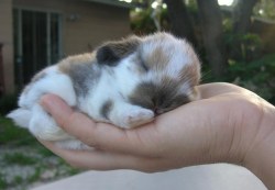 bimbo-in-training:  Sleepy bunny. 😍  Goodnight, Tumblr. 🐇