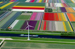 twloha:  These photos of tulip fields in Holland create beautiful