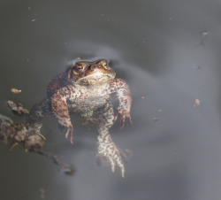 toadschooled: A relaxed European Common toad [Bufo bufo] bobbing