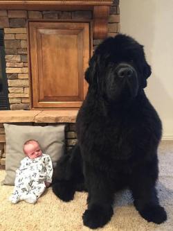 waht-do:  sixpenceee:   Newfoundland dogs, known for their gentle