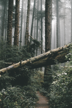 earth-dream:  Olympic National Park