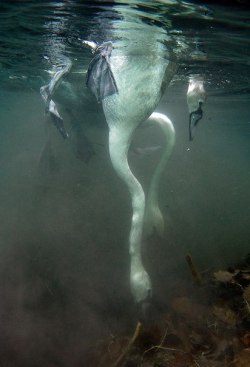 evaandherdemons: Swans underwater. 