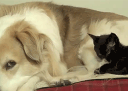 moniquill:  Kitten: I shall groom you, friend dog! Kitten: I