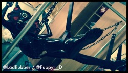 ladrubber:  @Puppy__D really enjoyed himself here!