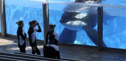 micdotcom:  SeaWorld is officially ending orca shows and breeding