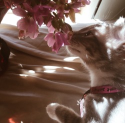browngirlaestheticc:Clementine smelling flowers for the first
