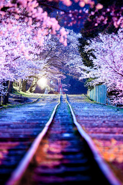 c1tylight5:  Sakura Line | Masato Mukoyama 