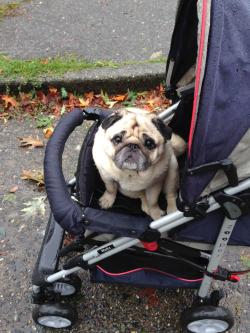 awwww-cute:  My pug has arthritis but still wants to go for walks