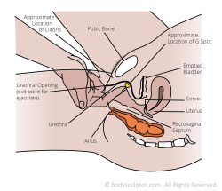 thebasicsofsex:  Finding your G-spot may improve the likelihood