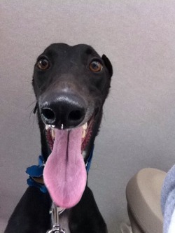 awwww-cute:  Meet Donald. He’s a rescue greyhound from the