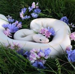 awwcutepets:This precious danger noodle could be an Instagram