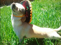 meteorshowr:  smile like a dog wearing a sombrero           