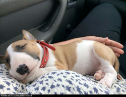 aplacetolovedogs:  Sweet Bull Terrier Pup  24 hours of driving