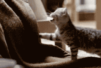 imperfectmesblog:  La dolcezza fatta a gatto  