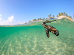 earth-song:  Loggerhead Sea Turtle, Florida Photograph by Ben