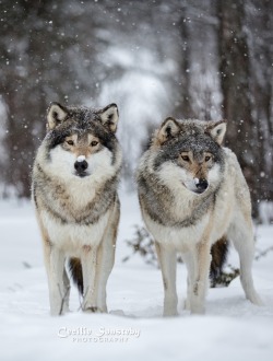 beautiful-wildlife:  The Wolf Brothers by © Cecilie Sønsteby