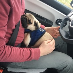 pugs:  My “it’s Monday” face 😕😪📅