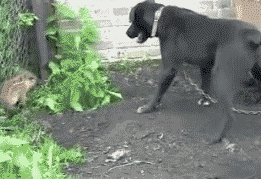 misterlemonzafterlife:  lovefunnygifs: Woah, calm down man! http://ift.tt/16vjdkP