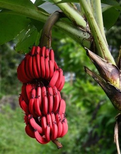 sixpenceee: Red bananas, also known as Red Dacca bananas in Australia,