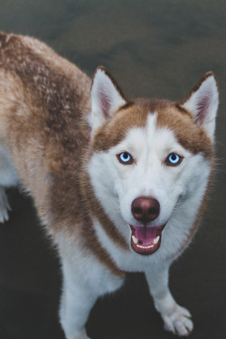 souhailbog:  © Jonathan Garcia | Siberian Husky | More