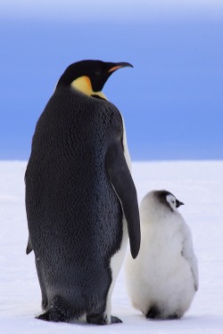 wolverxne:  Emperor Penguin and Chick | by [Anne Froehlich] 