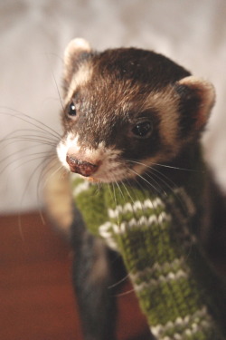 the-book-ferret:  Or perhaps in Slytherin,you’ll make your