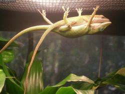 aloneism:earthpics4udaily:Male lizard holding up his girlfriend