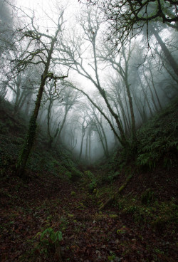 mystic-revelations:  Entrance to Forest Park, Portland OR By