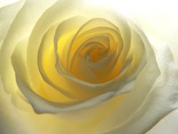 missvaliant:  I love the translucent quality of this rose, as