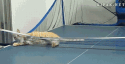 just-for-grins:  Ping pong cat! 