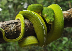 creatures-alive:  Green Tree Python (Morelia viridis) by reptile