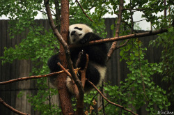 giantpandaphotos:  © Oceanwoo. 